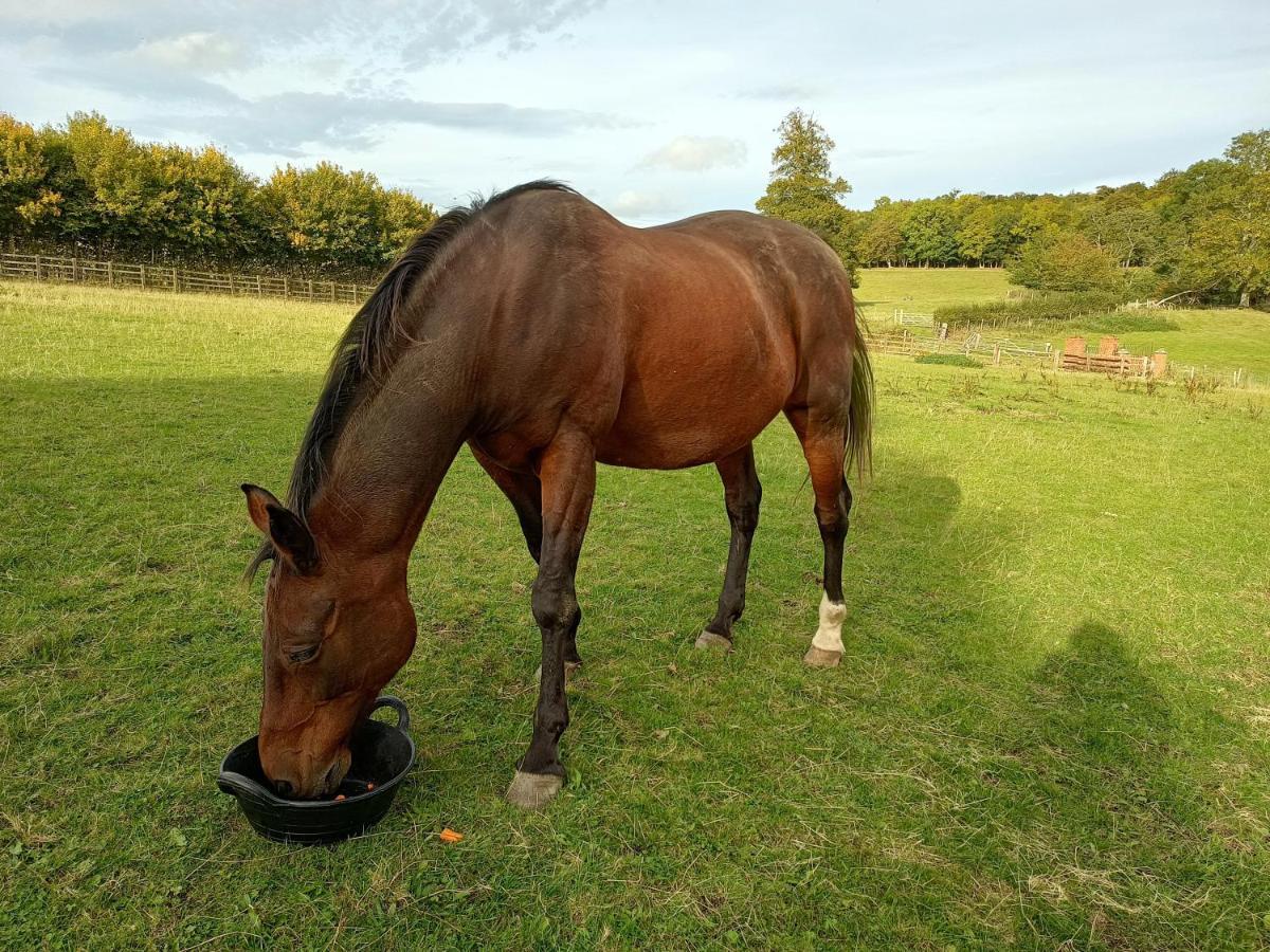 The Stables At Eriviat Hall Henllan  Exterior foto